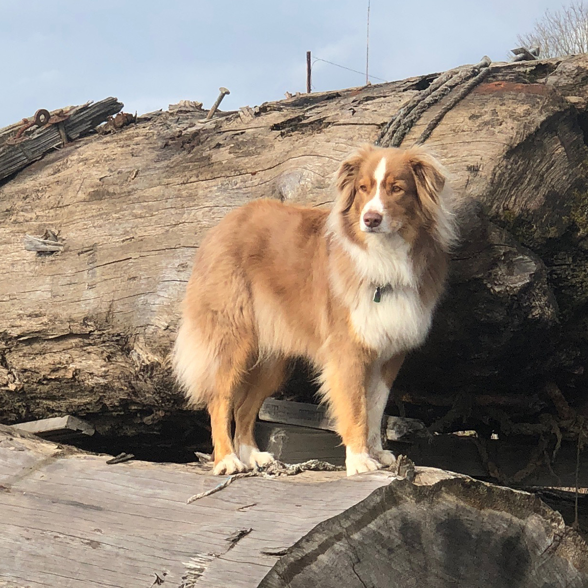 Luca on Logs