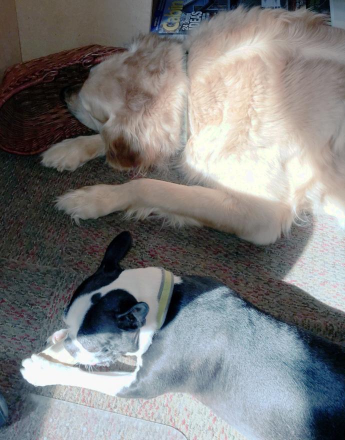 A sunlight nap and a sunlight snack. We always joked that Phin was solar charged. He loved spending time in any patch of sunlight.