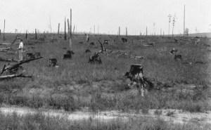 Cut-over longleaf pine area in Louisiana, 1930