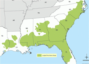 Historic range of longleaf pine covered 90 million acres of southeastern coastal plains.