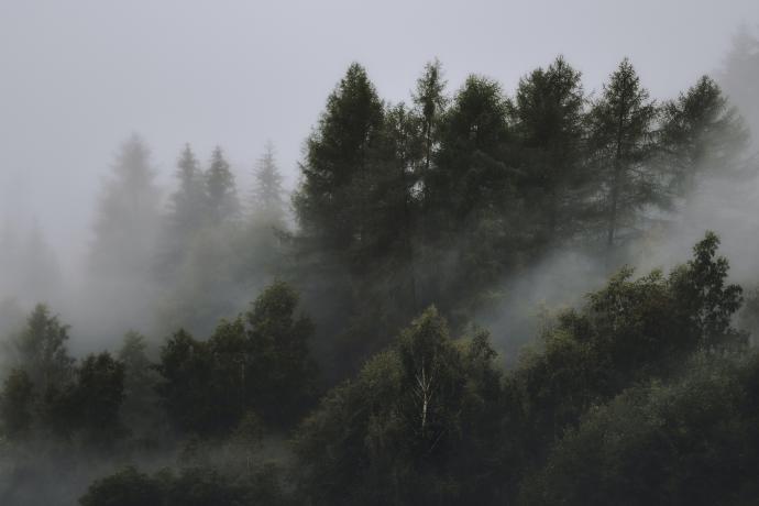 Douglas fir Trees in the Pacific Northwest