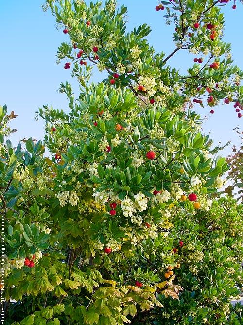 Strawberry tree.