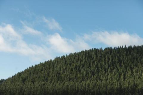 Pioneer Millworks ABODO Vulcan -- Radiata Pine Forests